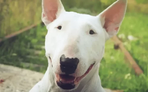 A smiling bull terrier