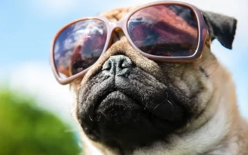 A bulldog wearing shades
