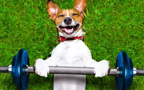 A cute dog smiling while their paws rest on a dumbbell