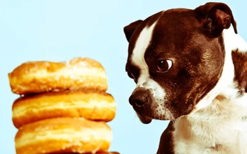 A dog looking longingly at a pile of donuts