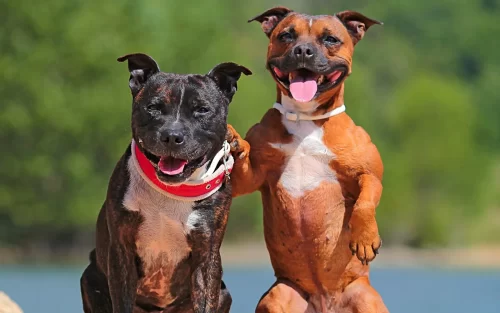 A pair of Staffordshire Bull Terriers hanging out