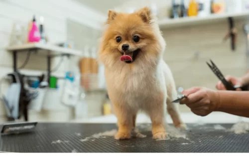 A smiling dog being groomed