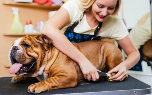 An English bulldog getting their nails clipped