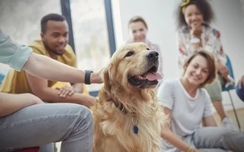 A dog with a group of people