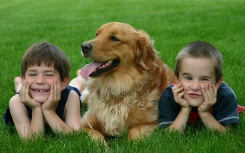A Golden Retriever in a field with two children