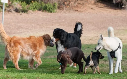 A group of dogs sniffing one another