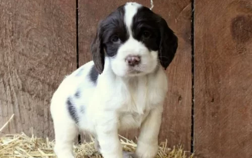 An English Springer Spaniel puppy