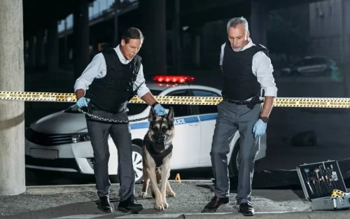 A German Shepherd with two police officers