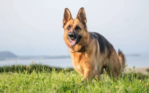 A German Shepherd standing in a field