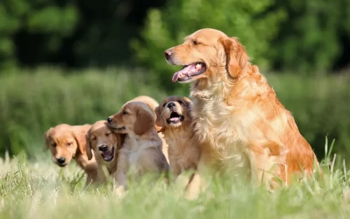 A little of Golden Retrievers and their mom