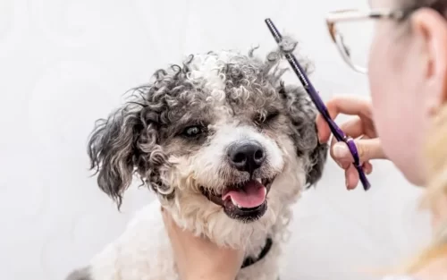 A puppy smiling while getting a hair cut