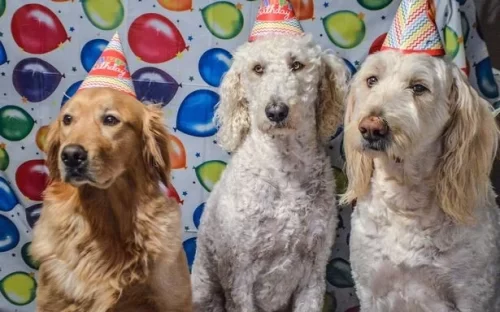 Three dogs in party hats
