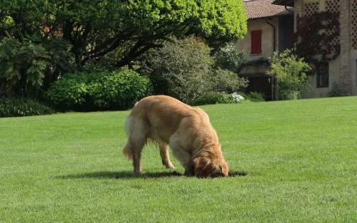 A dog digging some turf