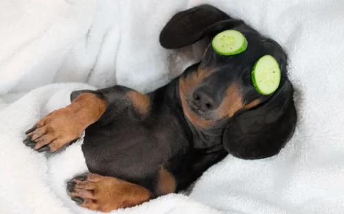 A dog chilling with cucumber on its eyes
