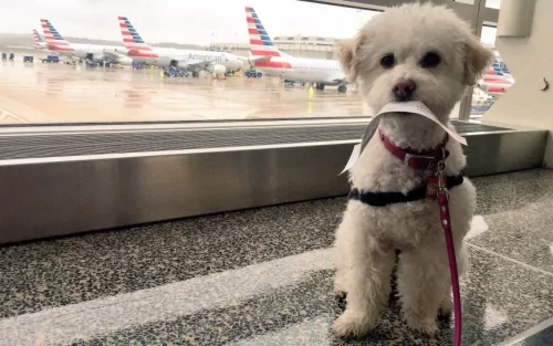 A dog sits in an airport with a boarding pass in its mouth