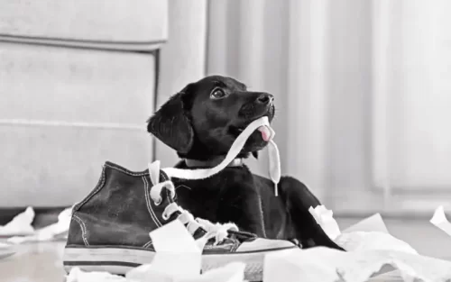 A small dog chewing on a shoelace