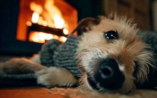 A dog relaxes by a warm fire