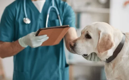 A Labrador with a vet