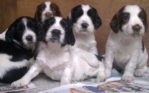 A litter of English Springer Spaniels sat on a newspaper