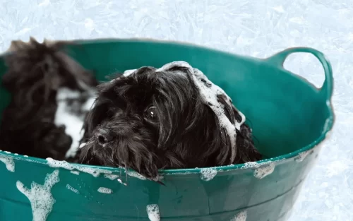 A black soapy dog in a bucket of water