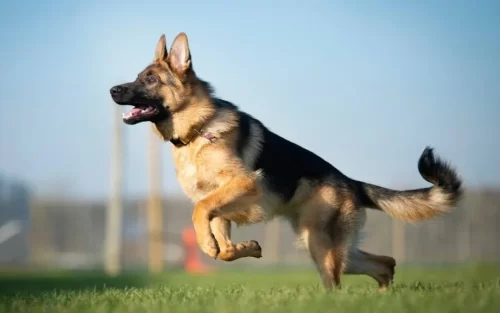 A German Shepherd running through a field