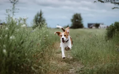 A Beagle running through a field