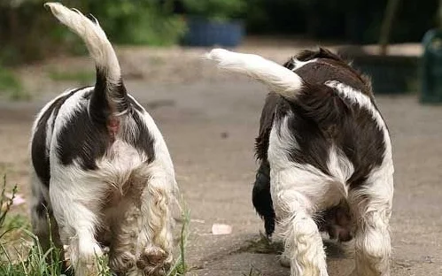 Two Springer Spaniel Puppies wagging their tails