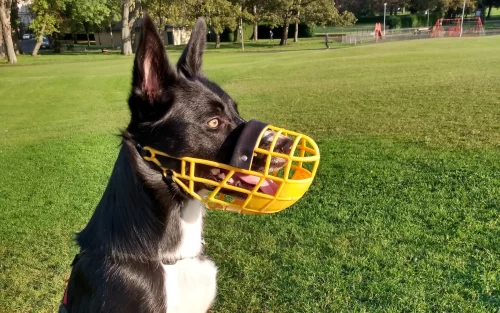 A dog wearing a dog muzzle