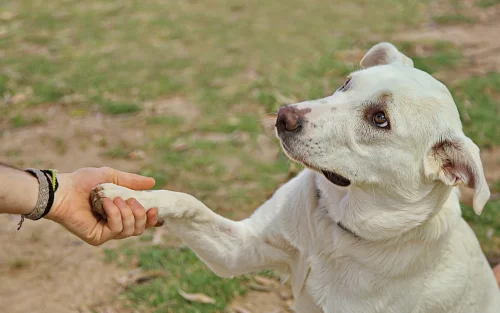 A dog shaking a human's hand