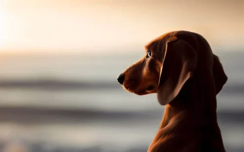An environmentally friendly dog looking at the ocean