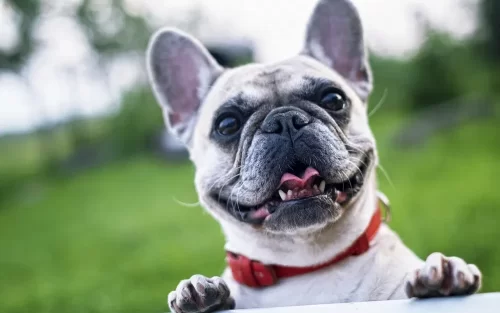 A smiling French Bulldog