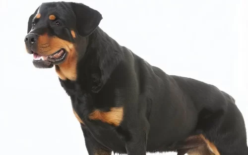 Rottweilers are strong and proud dogs