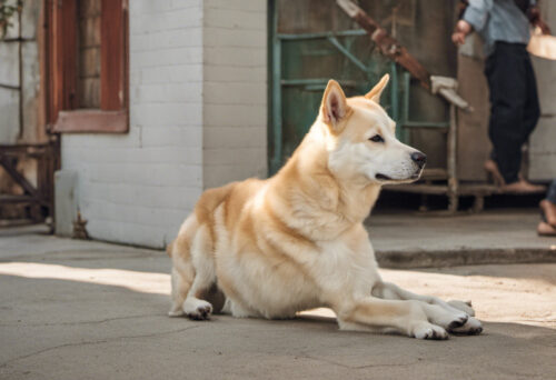 A Tale of Loyalty: Exploring the Bond Between Jindos and Their Owners