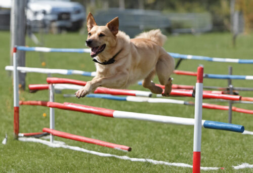 Africanis Agility: How these Remarkable Dogs Excel in Sports and Activities