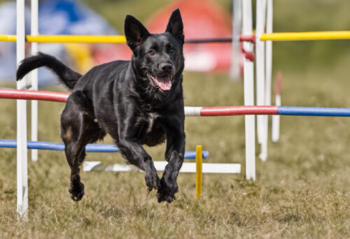 Africanis Agility: How these Remarkable Dogs Excel in Sports and Activities