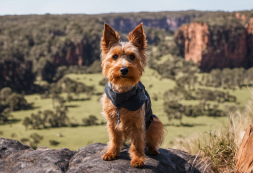 Aussie Adventure: Exploring the World with Your Australian Terrier