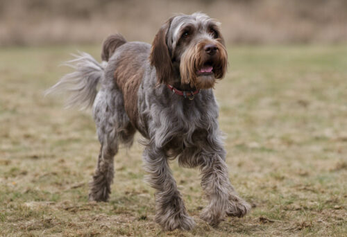 Beyond the Breed Standard: The Surprising Talents and Abilities of Wirehaired Pointing Griffons