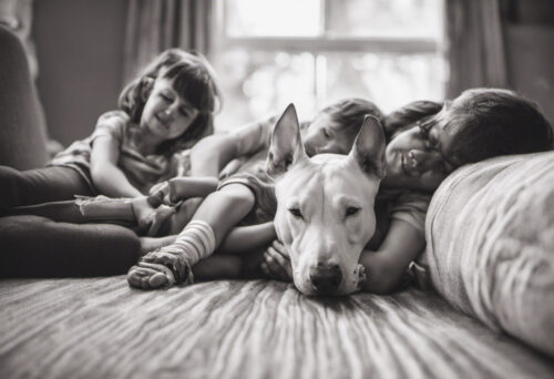 Bull Terrier rescue and adoption