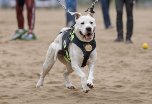 Dog Sports and Activities for the Energetic Dogo Sardesco