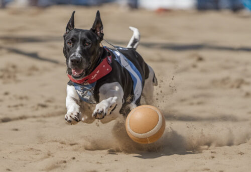 Dogo Sardesco Dog Sports and Activities for Energetic Breeds