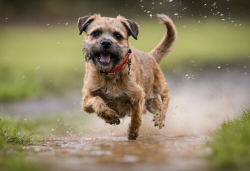 Games, Tricks, and Activities: Keeping Your Border Terrier Mentally Stimulated and Happy