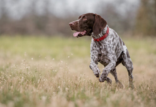 German Shorthaired Pointer training and socializing