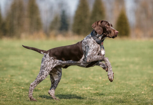 German Shorthaired Pointer training and socializing