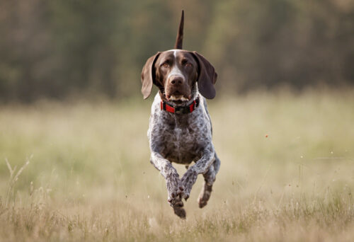 German Shorthaired Pointer training and socializing