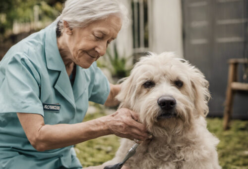 How to Groom a Dog with Arthritis