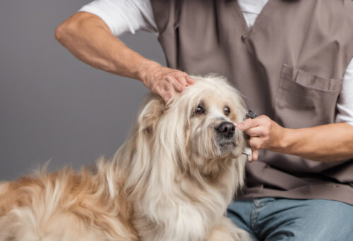 How to Groom a Dog with Arthritis