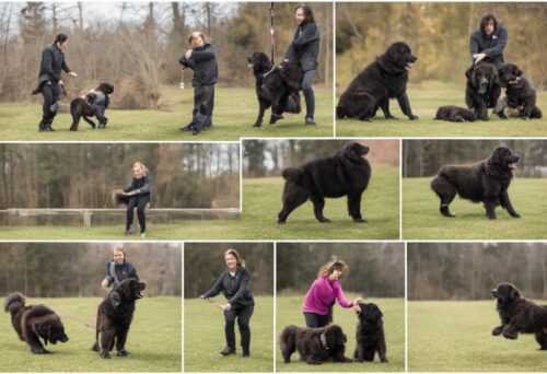 Newfoundland training and socializing