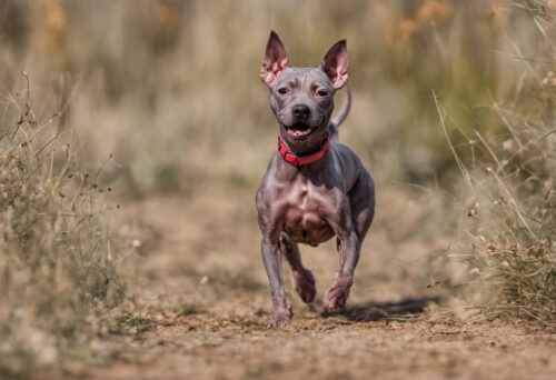 Pint-sized Powerhouses: American Hairless Terriers and Their Feisty Spirit