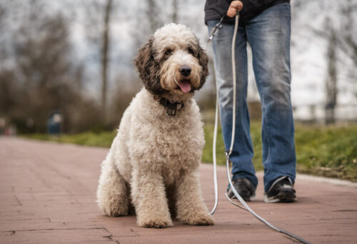 Spanish Water Dogs: Helping Humans with Disabilities One Paw at a Time
