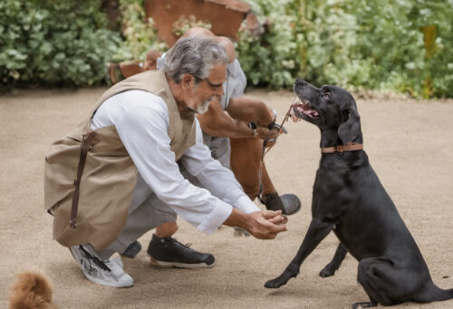 The Art of Training a Braque Saint-Germain: Unlocking their Intelligence and Eager-to-Please Attitude